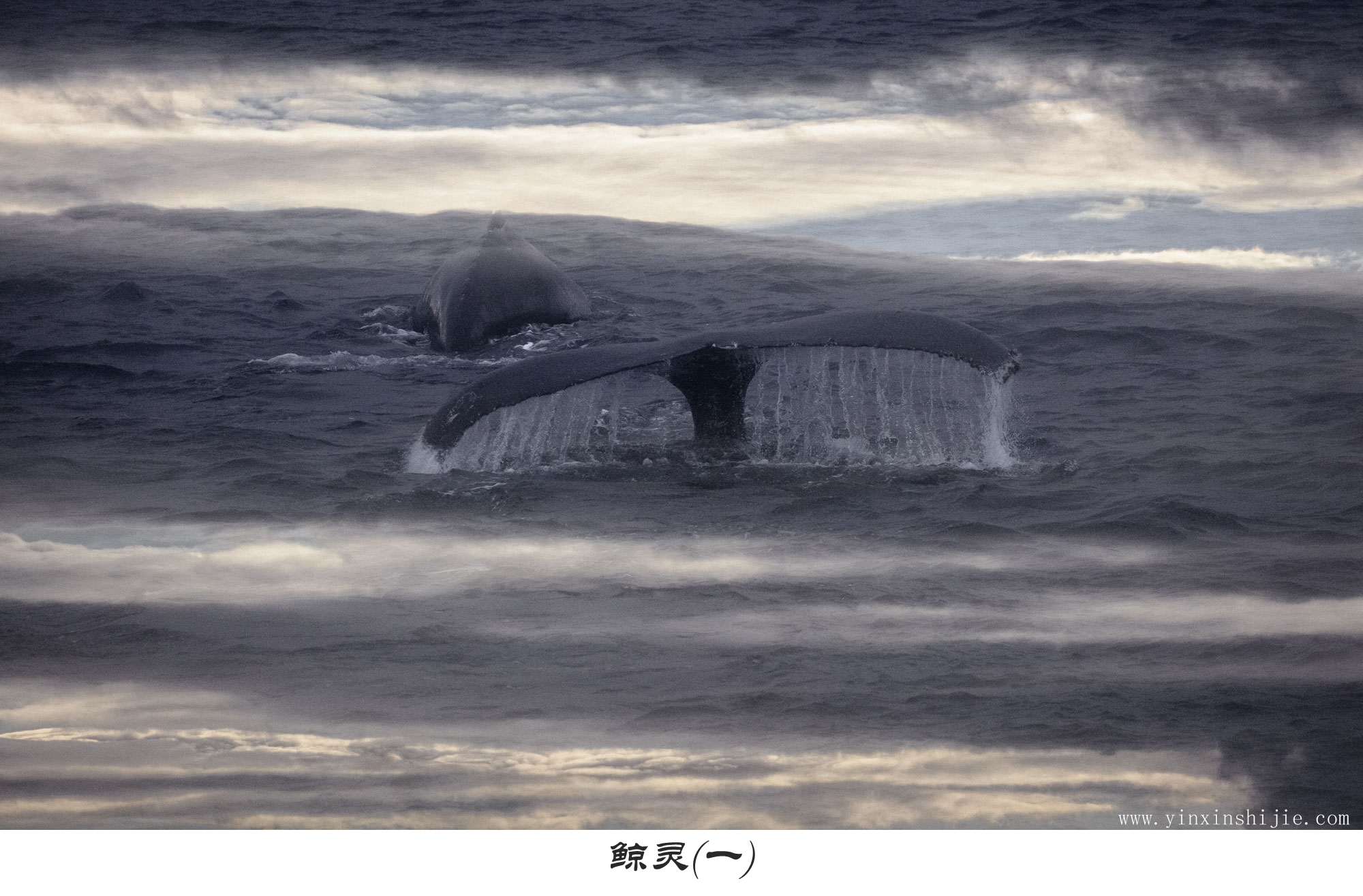 鲸灵(一)——2017南极