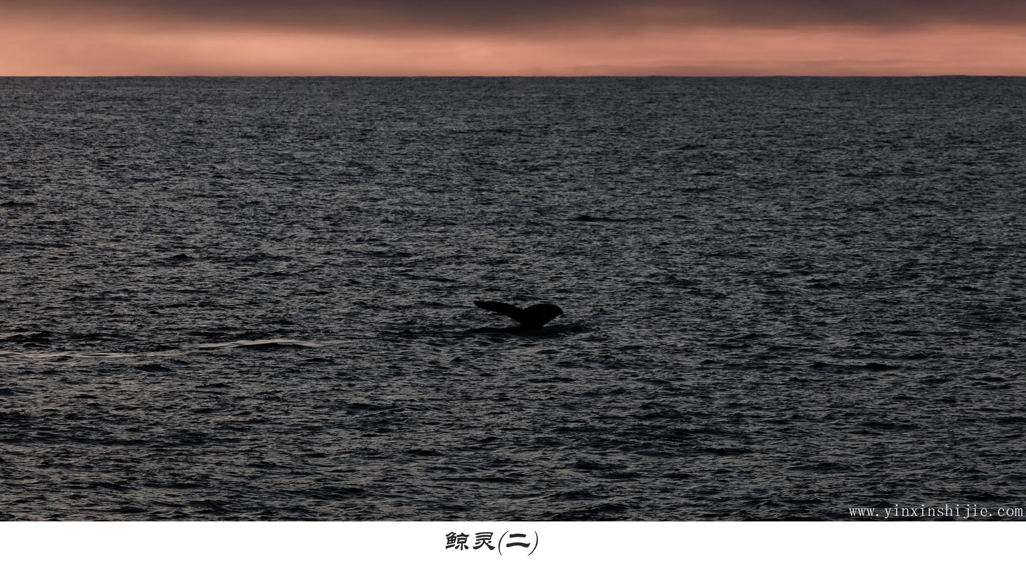 鲸灵(二)——2017南极