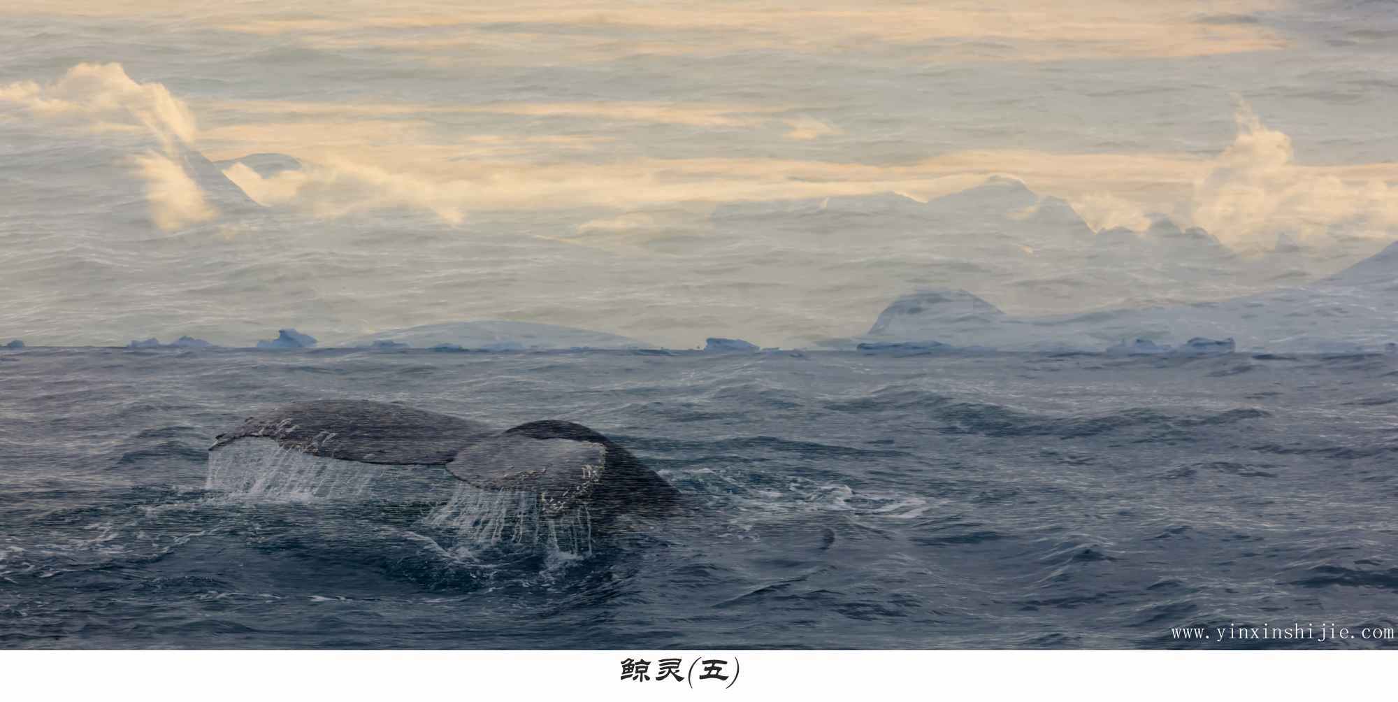 鲸灵(五)——2017南极