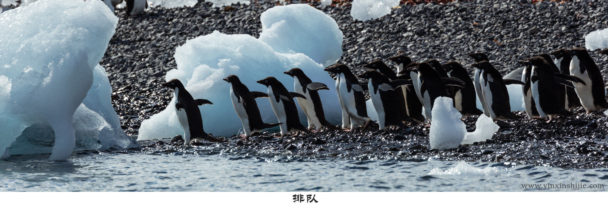 排队-2017南极企鹅