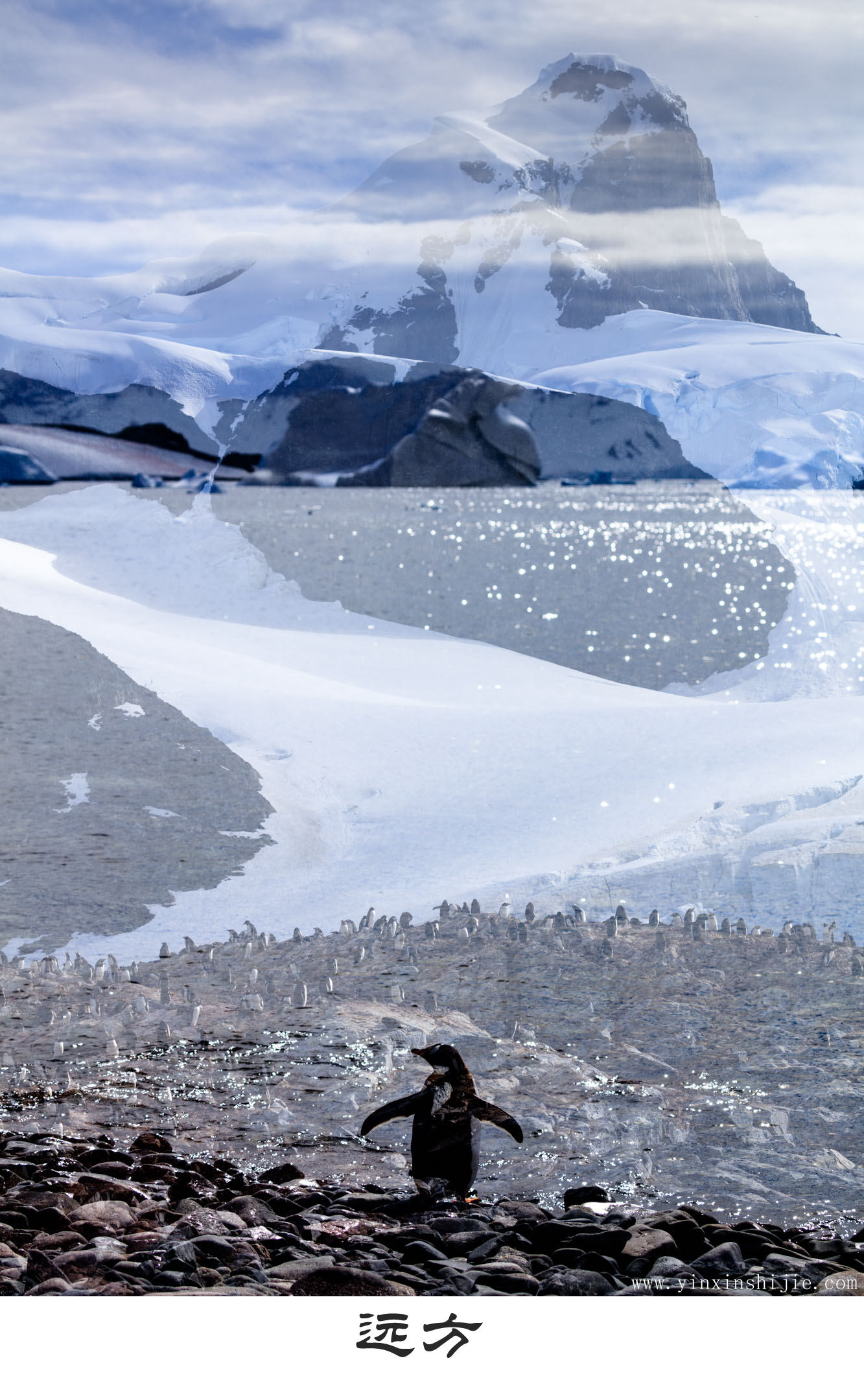 远方-2017南极企鹅