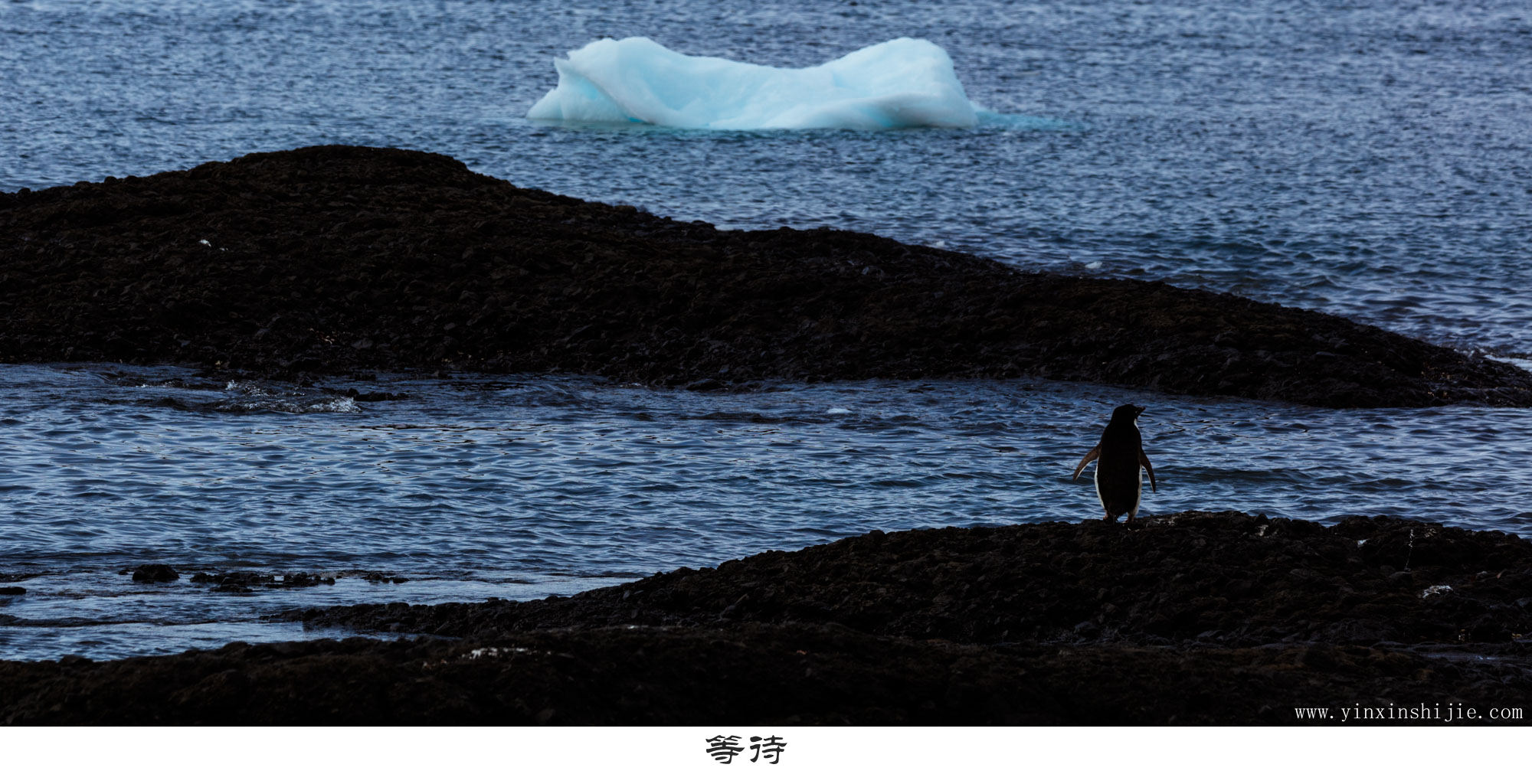 等待-2017南极企鹅