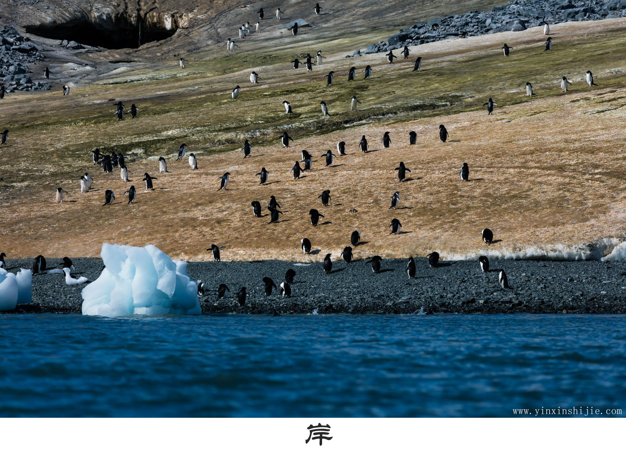 岸-2017南极企鹅