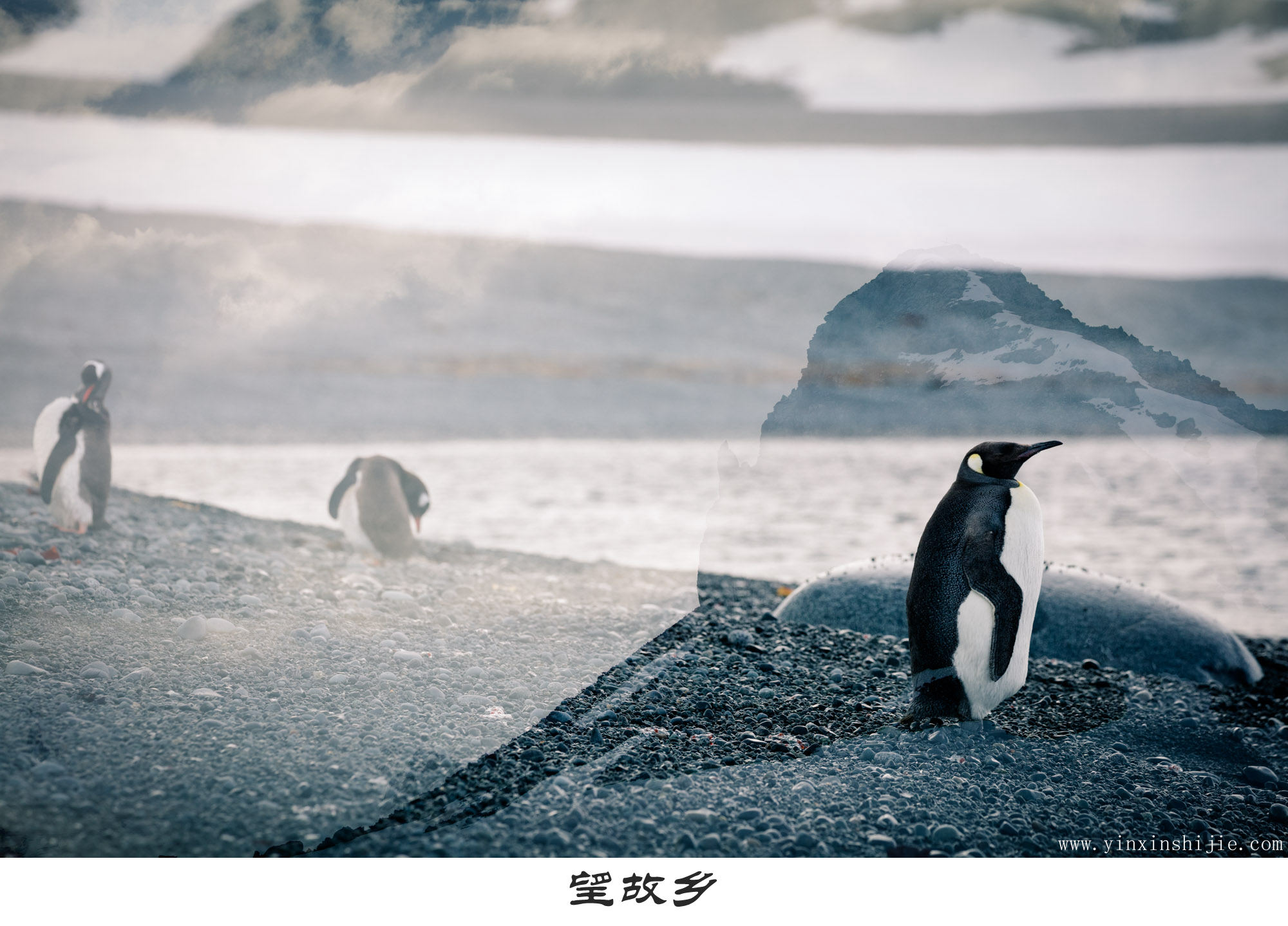 望故乡-2017南极企鹅