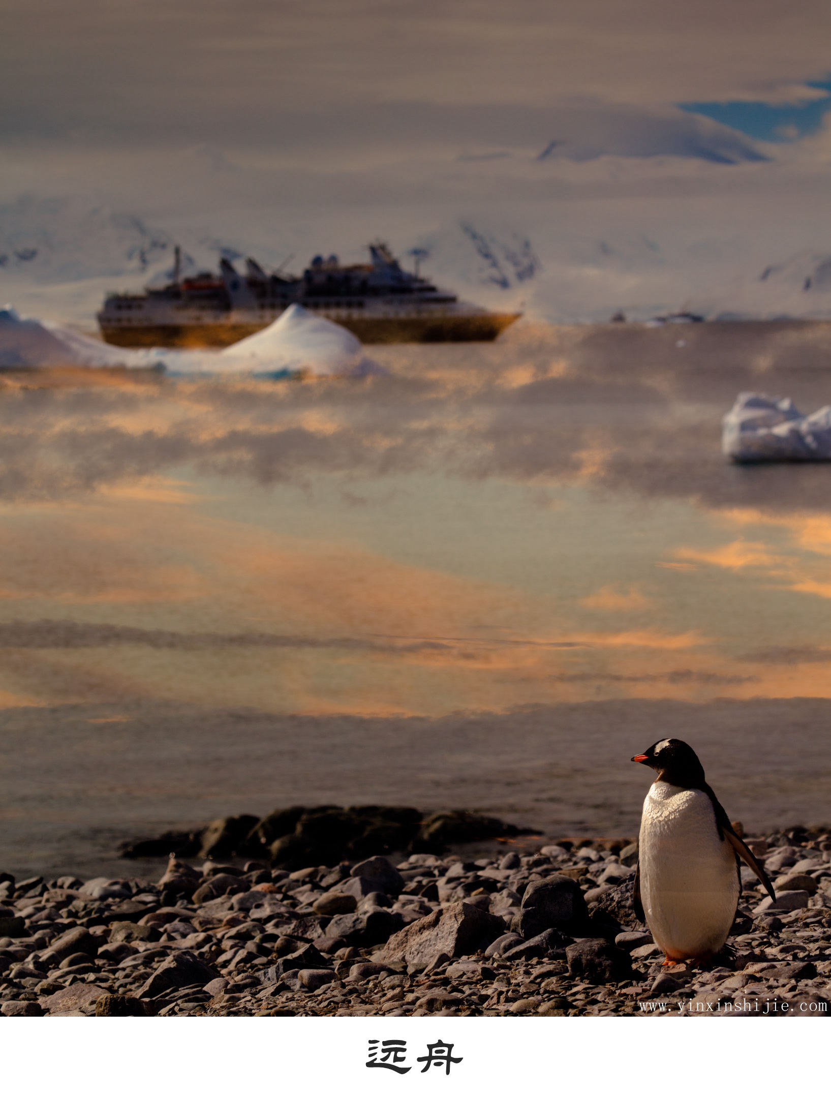远舟-2017南极企鹅
