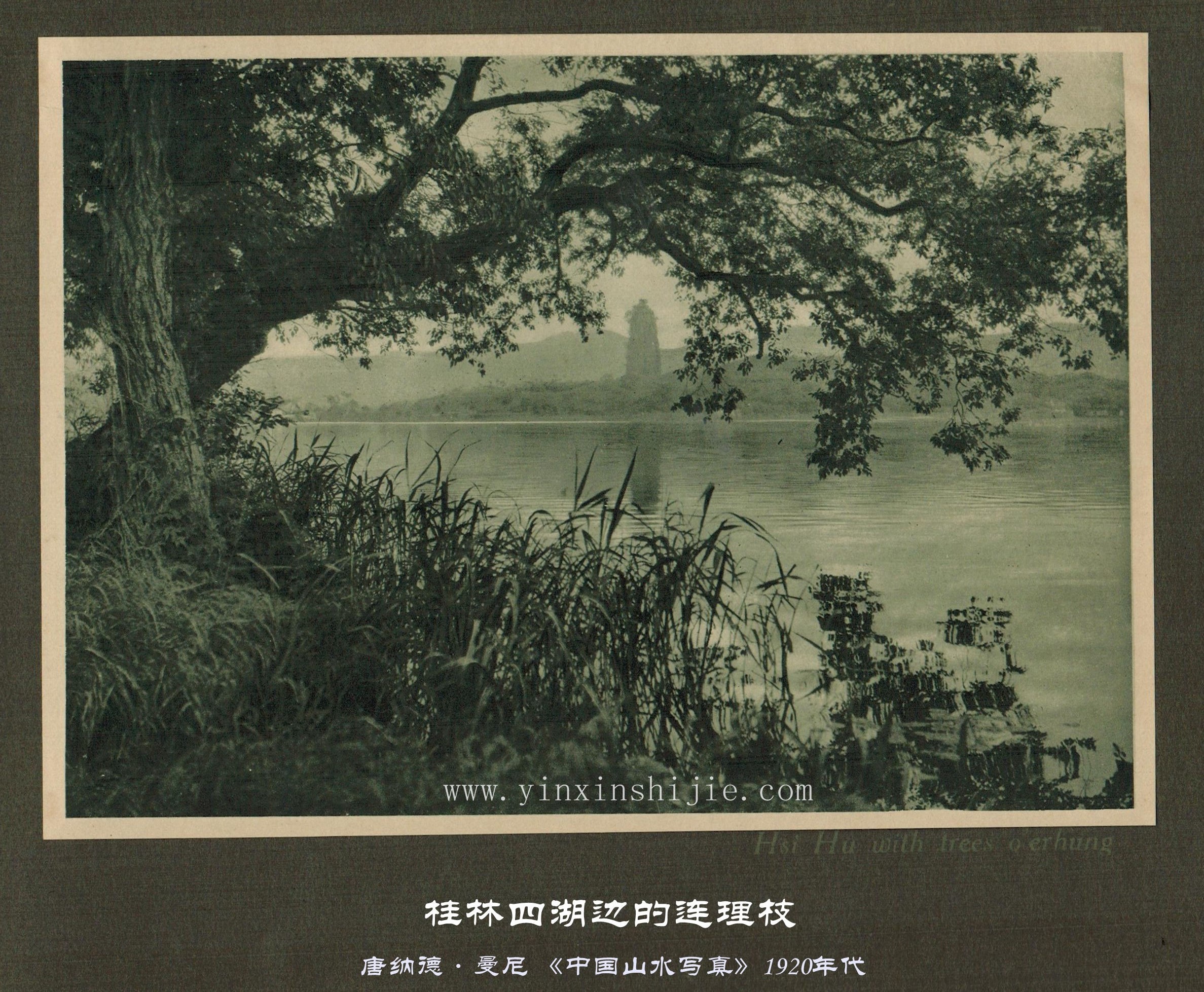 桂林四湖边的连理枝-唐纳德·曼尼《中国山水写真》1920年代