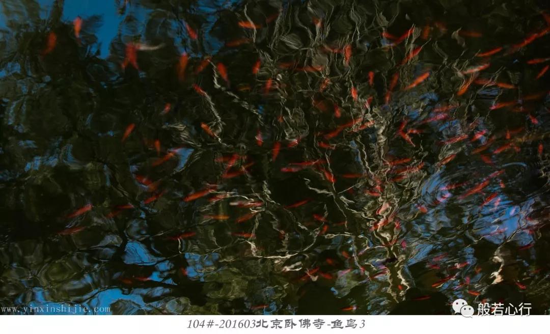 104#-201603北京卧佛寺-鱼鸟