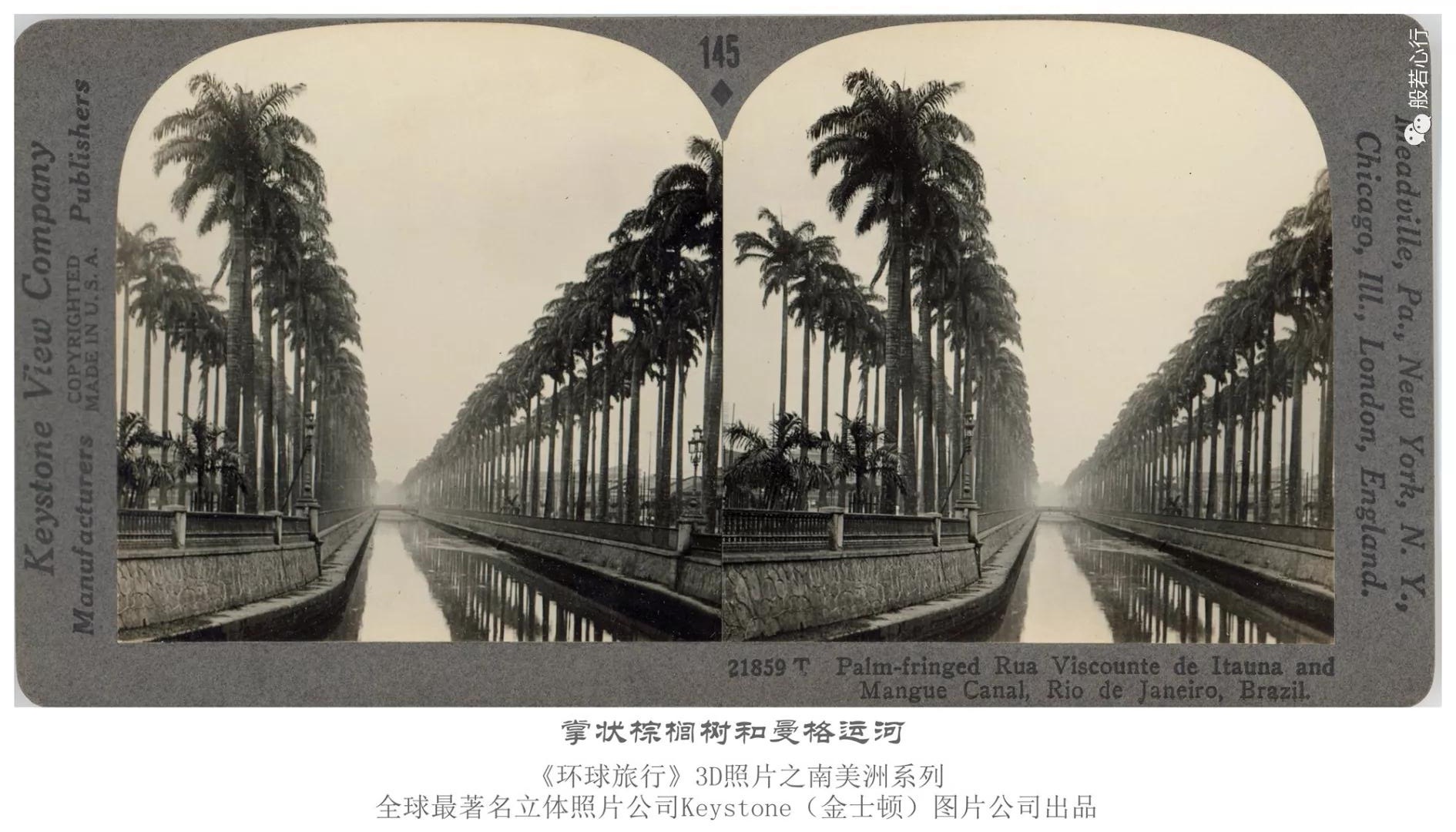 掌状棕榈树和曼格运河-