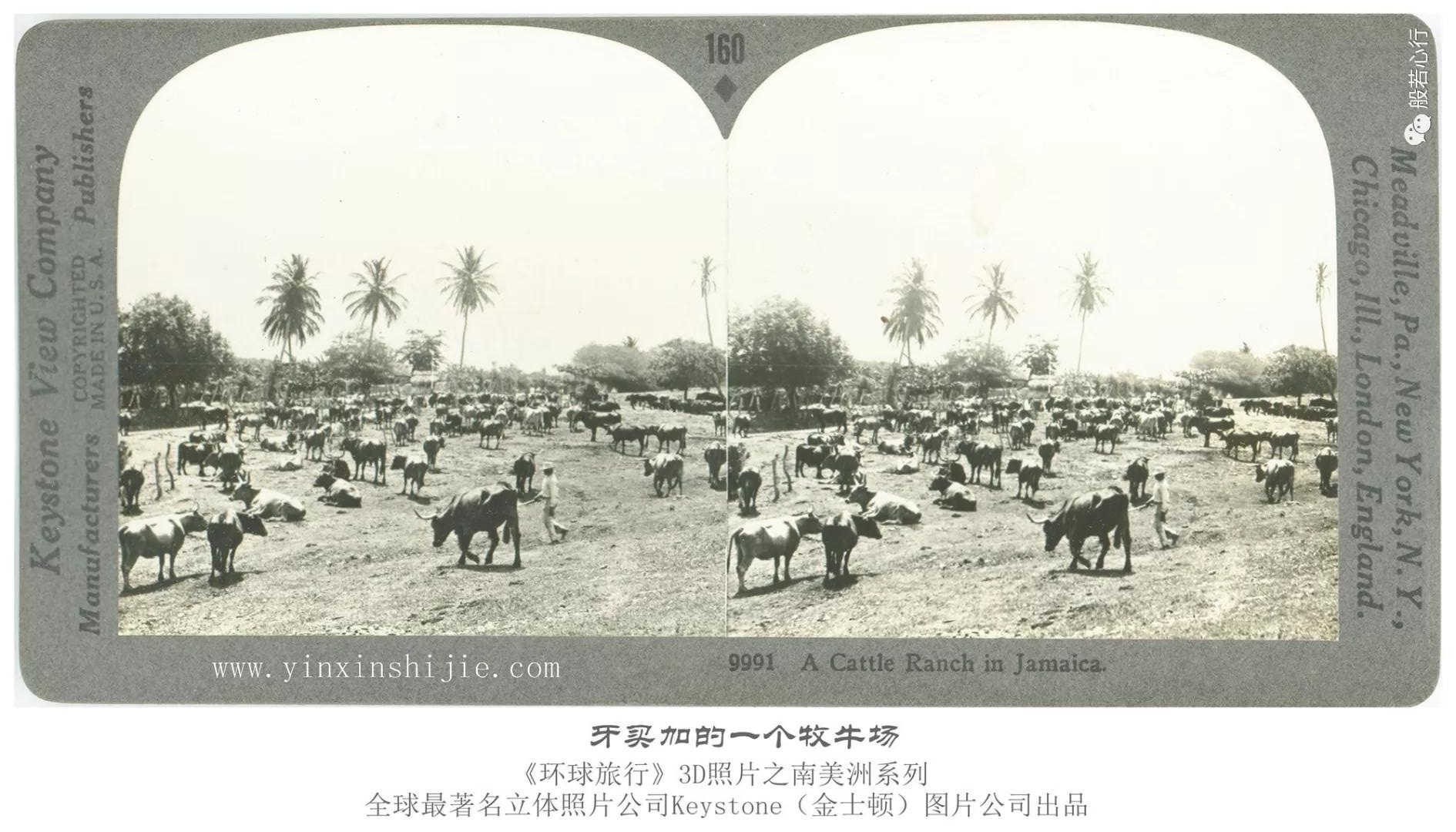 牙买加的一个牧牛场-1936年3D版《环球旅行》立体照片