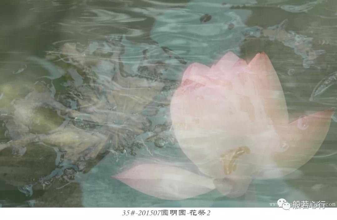 35#-201507圆明园-花祭2
