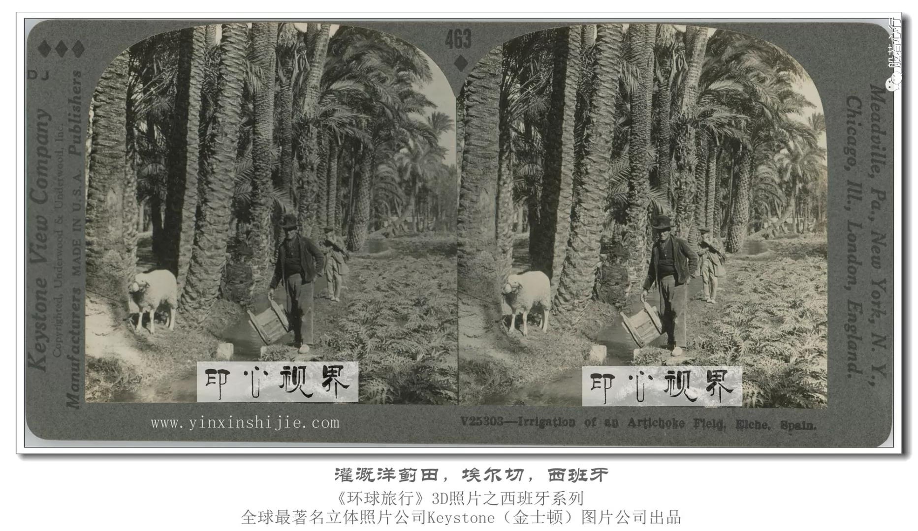 灌溉洋蓟田，埃尔切，西班牙-1936年3D版《环球旅行》立体照片