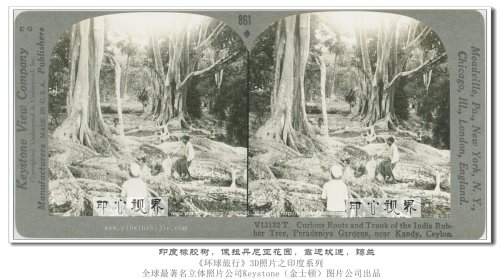 印度橡胶树,佩拉丹尼亚花园,靠近坎迪,锡兰--1936年3D版《环球旅行》立体照片