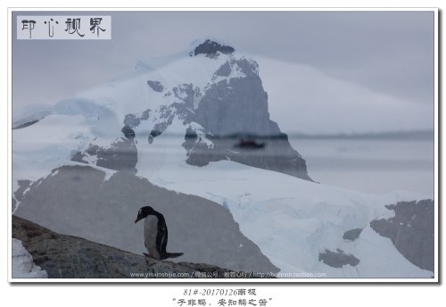 81#-20170126南极-“子非鹅，