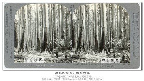 【立体环球1936】巨大的桉树,维多利亚