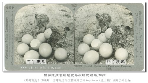 【立体环球1936】帕萨迪纳考斯顿鸵鸟农场的雏鸟,加州