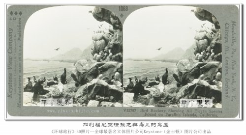 【立体环球1936】加利福尼亚法拉龙群岛上的鸟巢