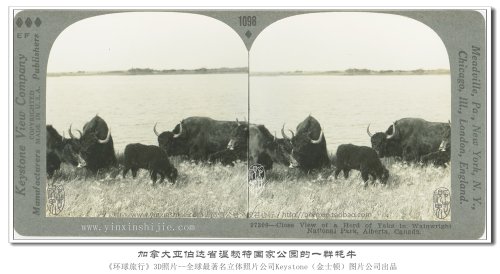 【立体环球1936】加拿大亚伯达省温赖特国家公园的一群牦牛