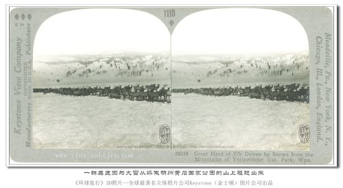 【立体环球1936】一群麋鹿因为大雪从黄石国家公园的山上驱赶出来